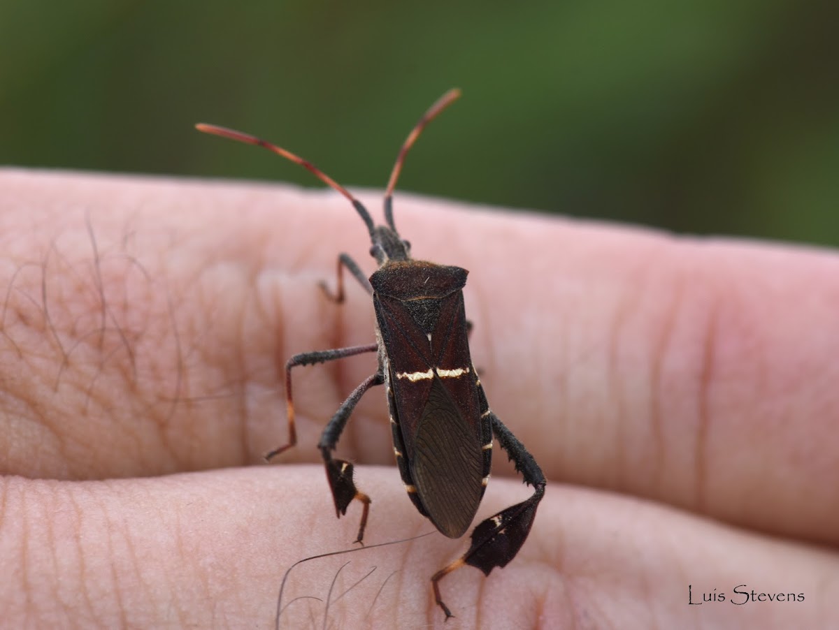 Leaf-footed bug