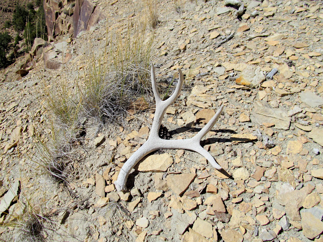 The first shed antler I've found in Nine Mile