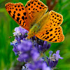 Queen of Spain Fritillary; Sofia