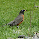 American Robin