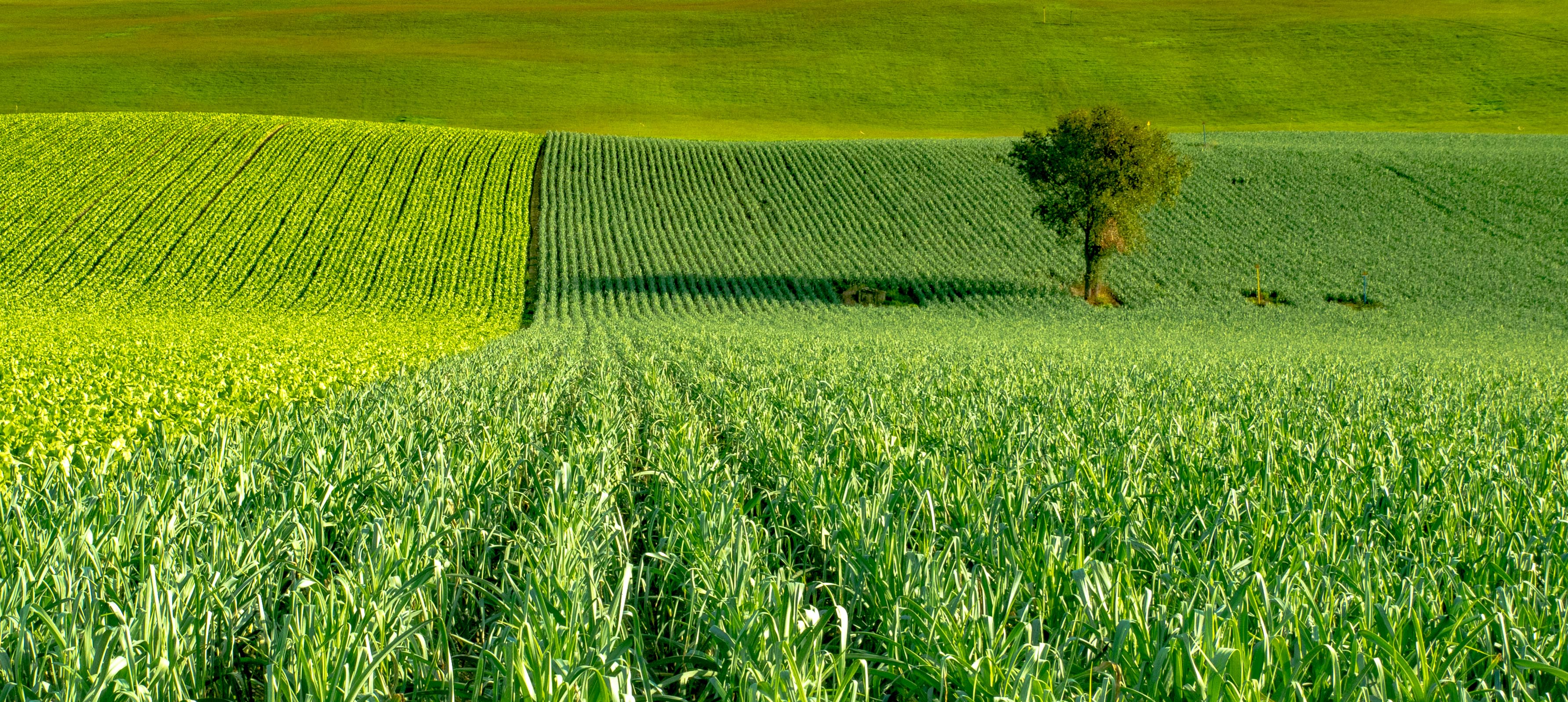 mi ricordo campagne verdi di fabbra77