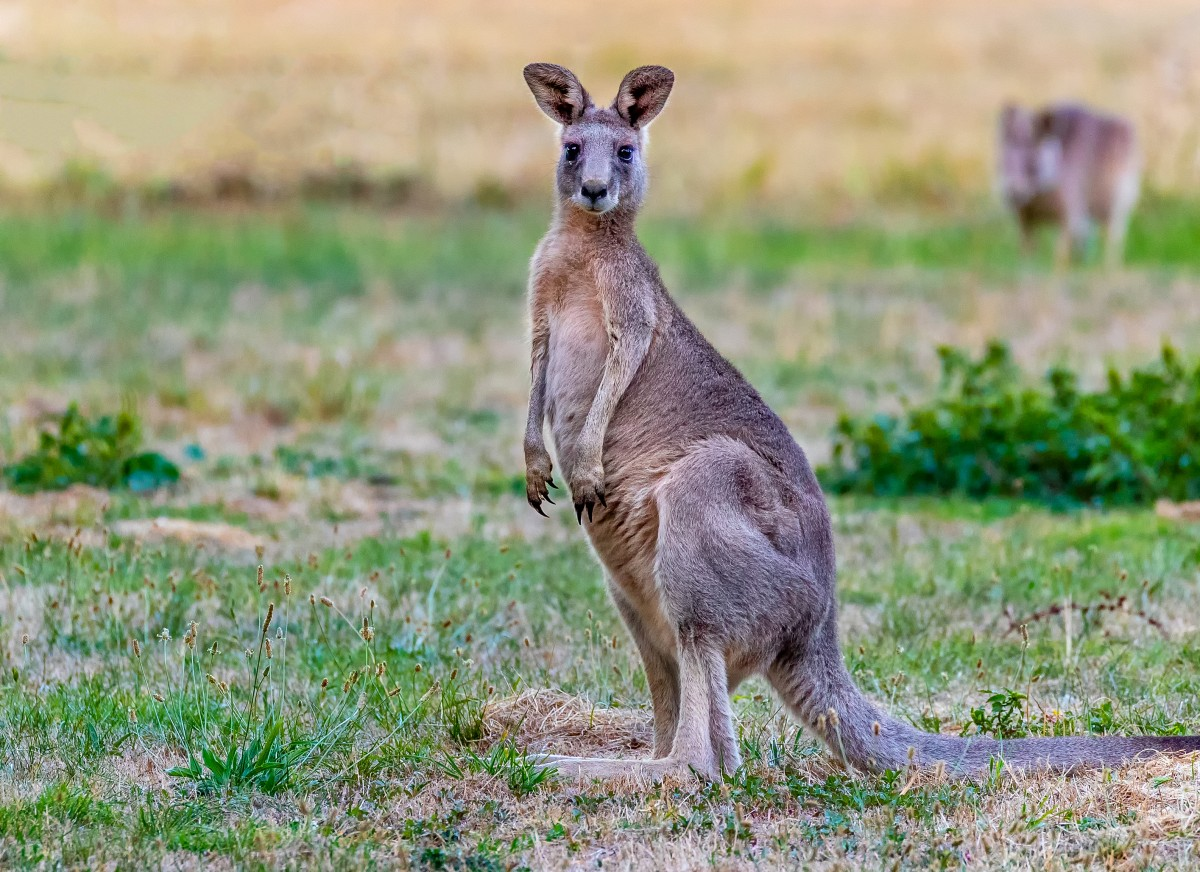 THE BEST PLACES TO SEE WILDLIFE IN AUSTRALIA