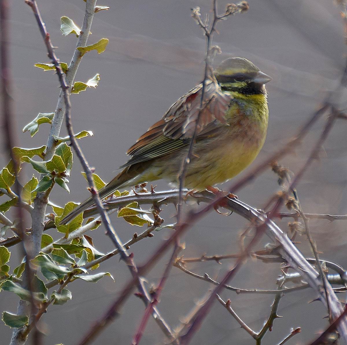 Cirl Bunting