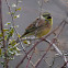 Cirl Bunting