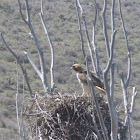 Red-tailed Hawk