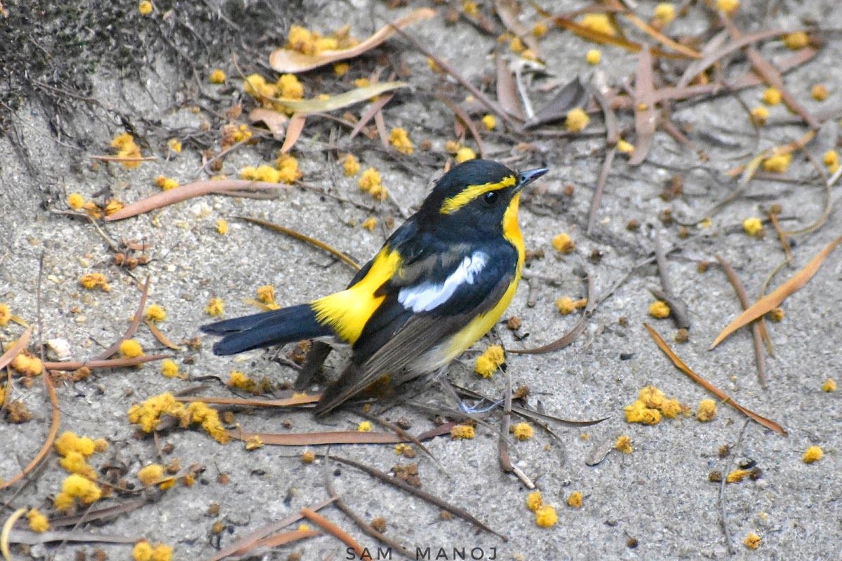 Narcissus Flycatcher ♂ / अर्जुनक चराको प्रजाती