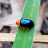 Red and blue flea beetle