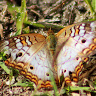 White Peacock Butterfly