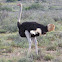 Common ostrich