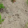 chacma baboon footprint