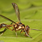 Wasp-mimicking Signal Fly