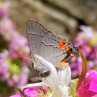 Gray hairstreak