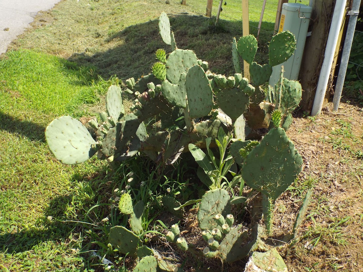 Eastern prickly pear