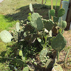 Eastern prickly pear