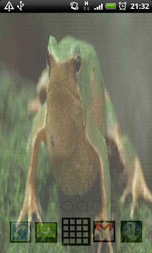 Funny Frog Live Wallpaper