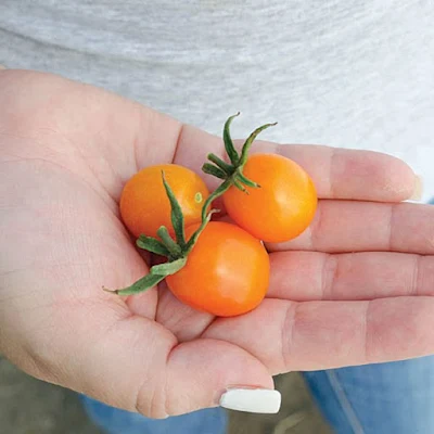 Cherry Tomato Amarillo - 500 gm