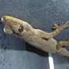 House Gecko