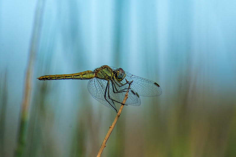 color dragonfly di Zerosedici