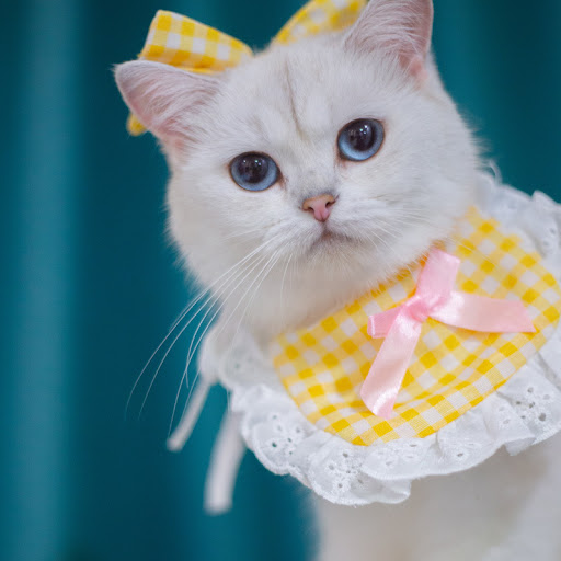 Title 26, Cat Lace Suit Saliva Towel Princess Style Scarf...