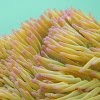 Magnificent Sea Anemone