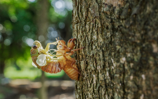 Cicadas molt