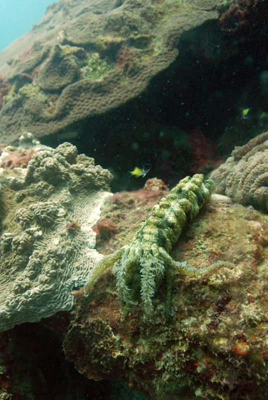 Sticky snake sea cucumber,