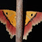 Geometrid Moth