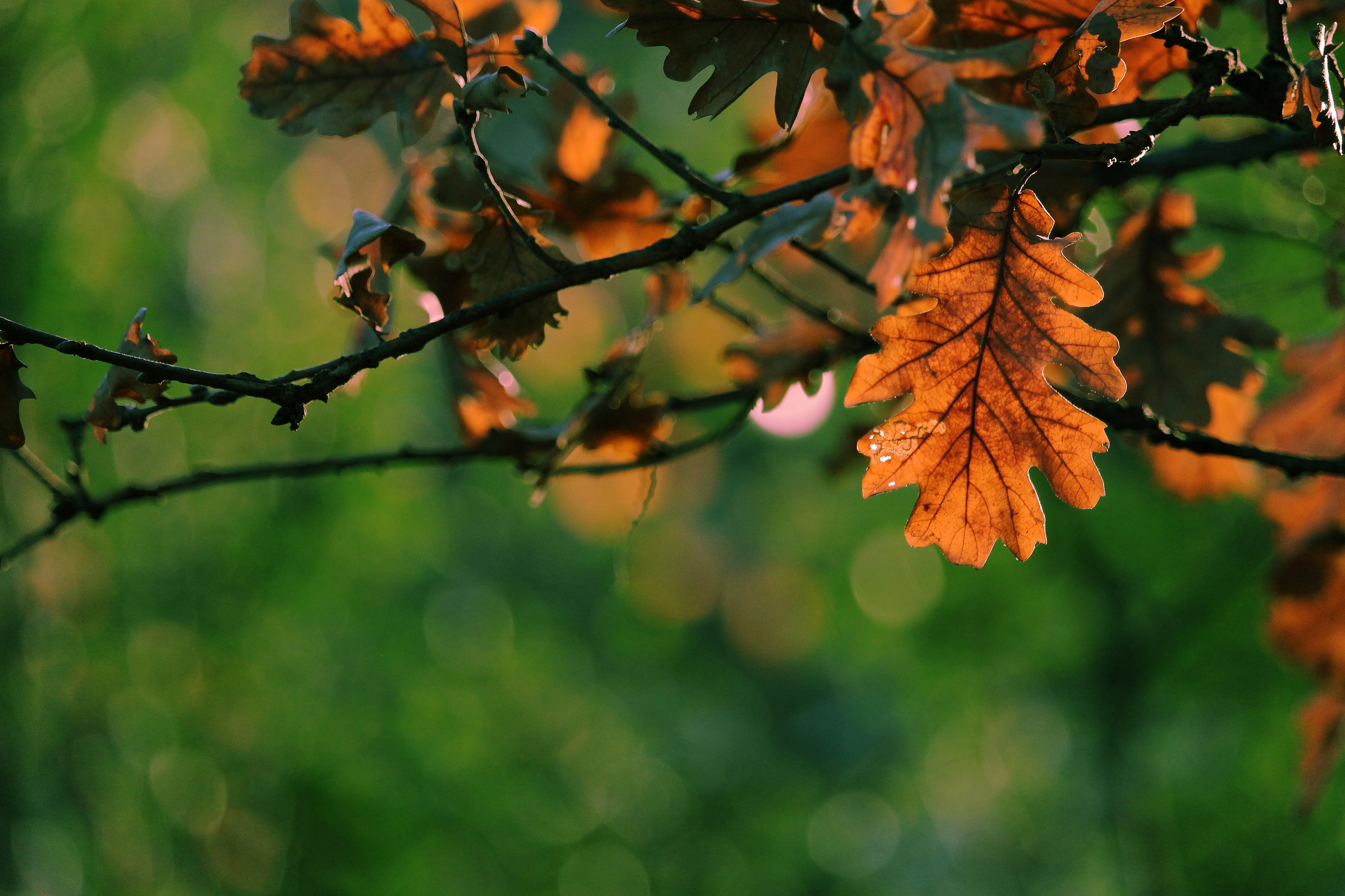 Come d'autunno... di elenabussotti