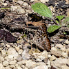 Hackberry Emperor