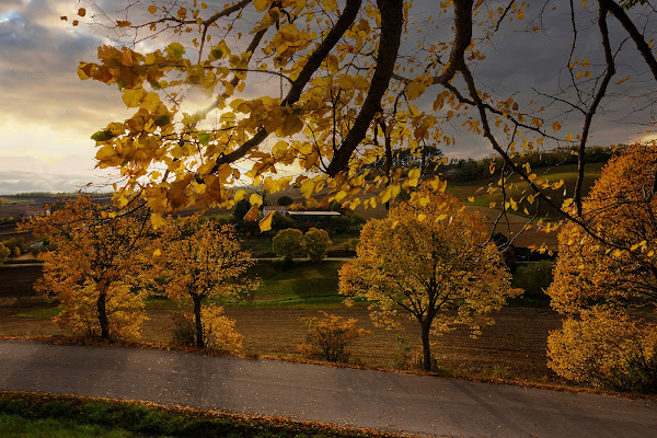 l'oro dell'autunno di rino_savastano