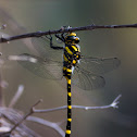 Golden-ringed dragonfly