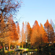 菁芳園 Tenway Garden／花園餐廳／落羽松