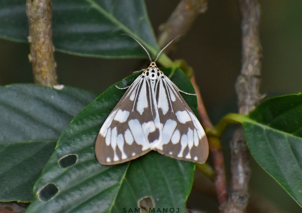 Marbled White Moth