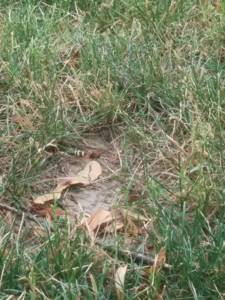 cicada killer