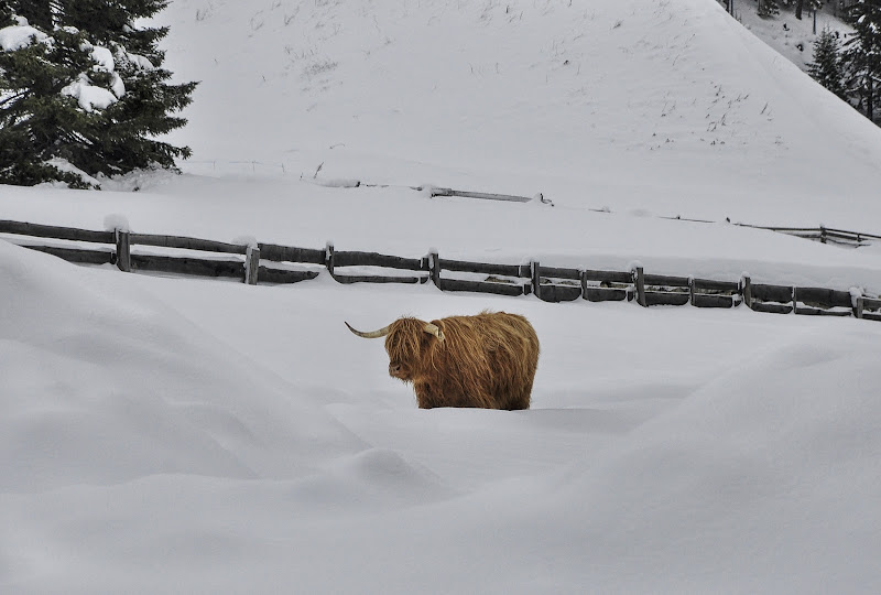 Nella neve di mill