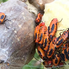 Large Milkweed Bug Nymphs