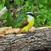 Great kiskadee