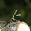 Carolina Mantis