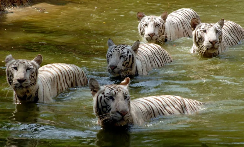 Sundarbans_National_Park