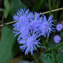 Blue Mistflower