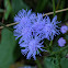 Blue Mistflower