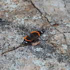 Red Admiral Butterfly