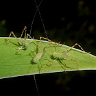 Angle-wing katydid