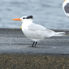 Royal tern