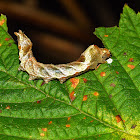 Notodontid Larva