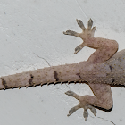 Tropical House Gecko / Lagartixa-Doméstica-Tropical