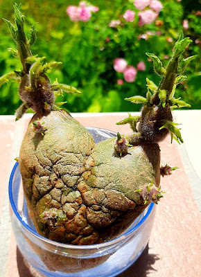 Un cuore di patata...straordinaria imperfezione della natura di lenuccia4