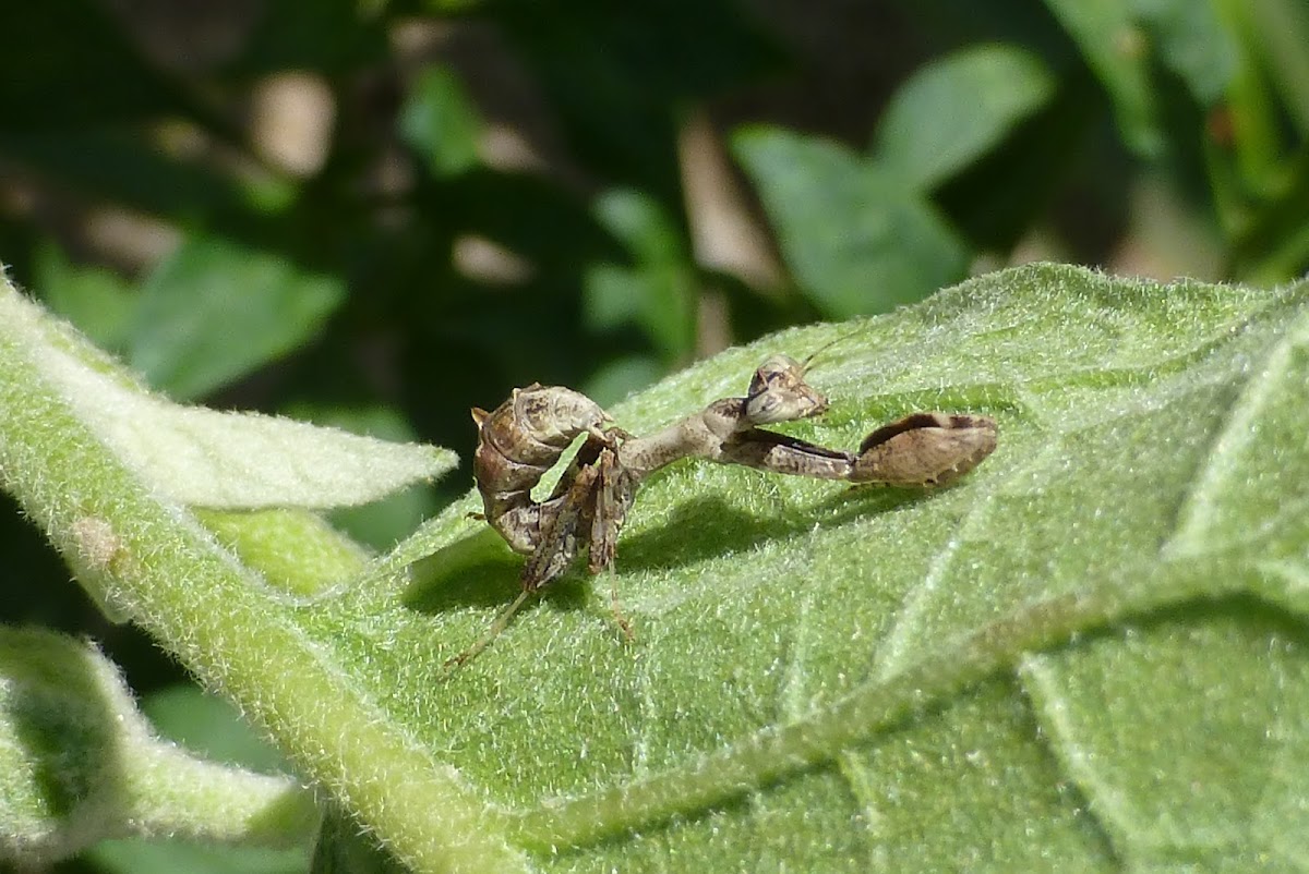 Praying Mantis