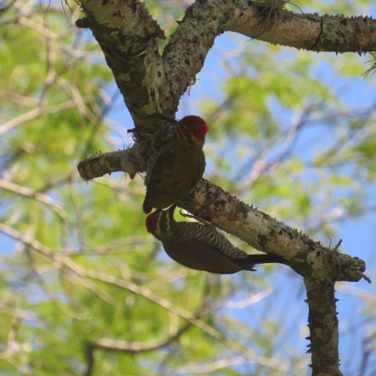 Yellow-browed woodpecker