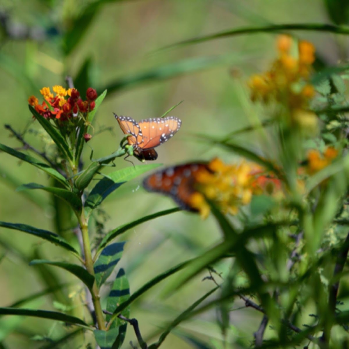 Monarch Butterfly and Praying Mantis (Danaus Gilippus and Stagmomantis limbata)